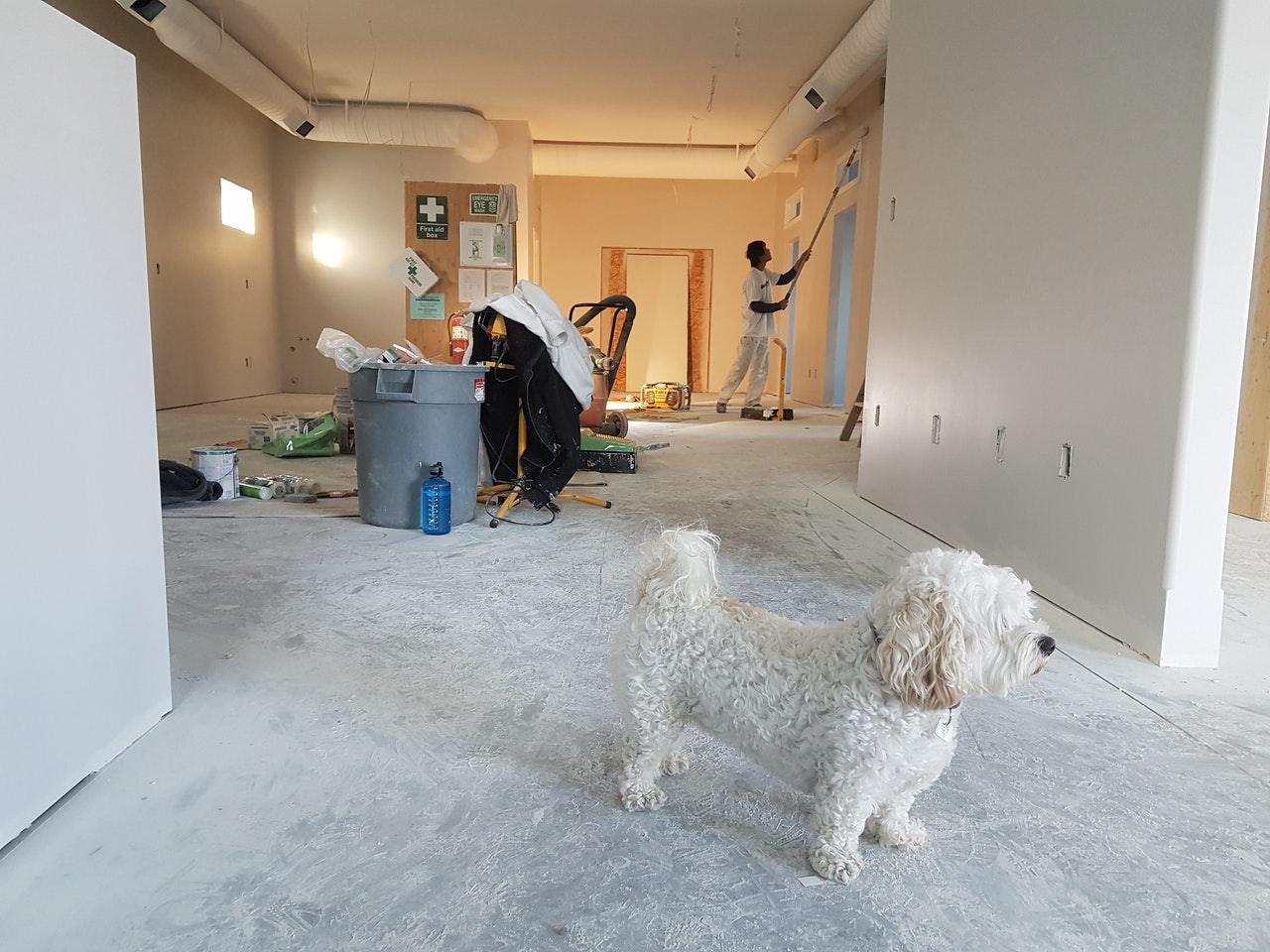 a dog in a home that is being remodeled by a man