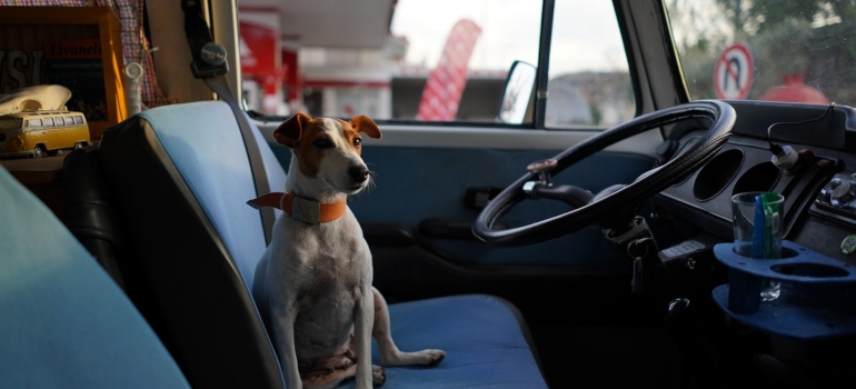 A brown and white dog is sitting on the front seat of a car.