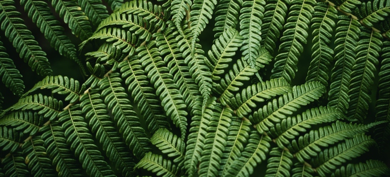 Close-up of a green plant.