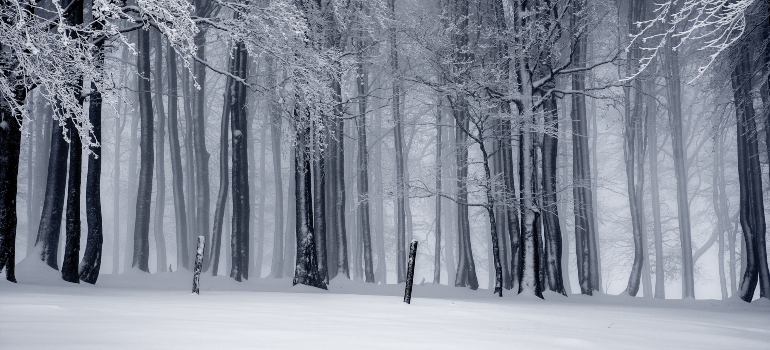 A forest covered in snow.