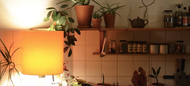 shelves with plants and jars