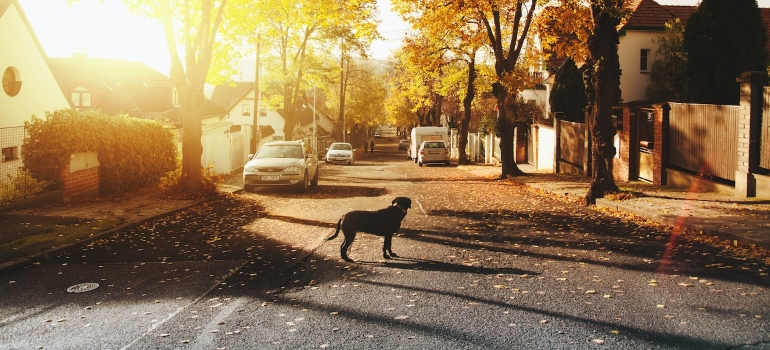 A dog on the street.
