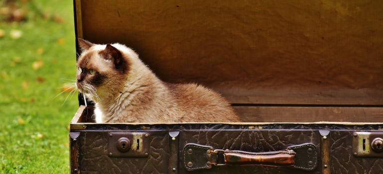 a cat in a luggage