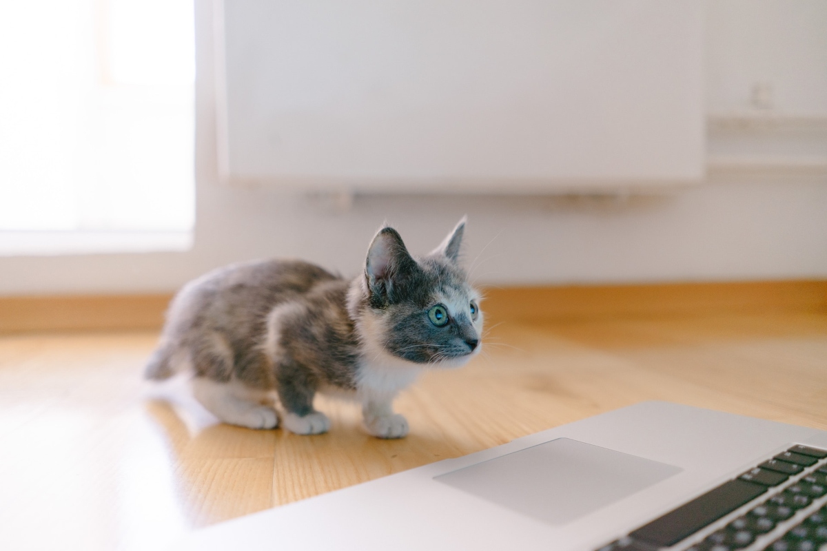 A kitten standing next to a laptop
