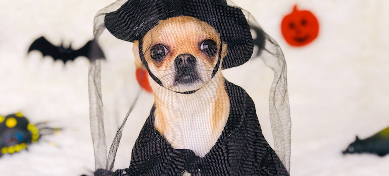 A dog in Halloween costume 